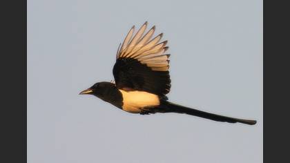 Saksağan