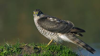 Atmaca