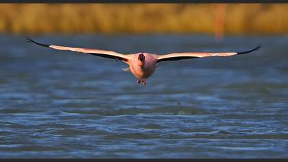 Küçük flamingo