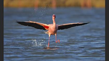 Küçük flamingo