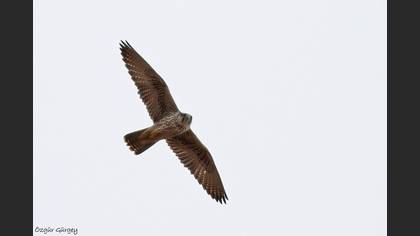Bıyıklı doğan