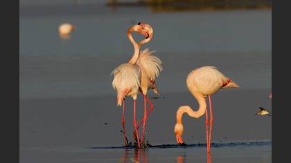 Flamingo