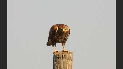 Şahin