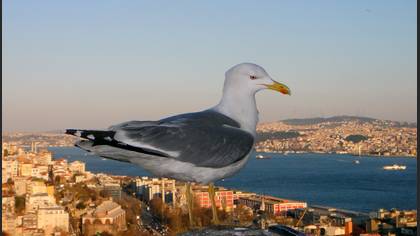 Gümüş martı
