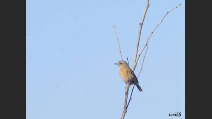 Taşkuşu