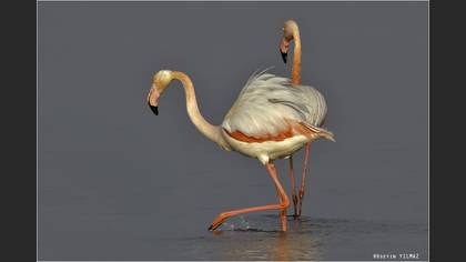 Flamingo