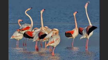 Flamingo