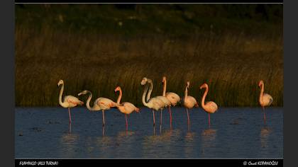 Flamingo