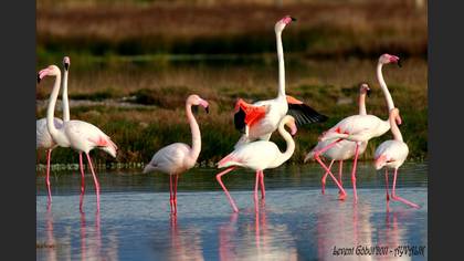 Flamingo