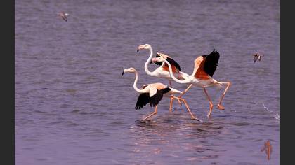 Flamingo