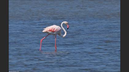 Flamingo
