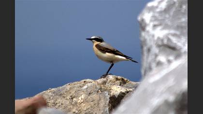 Kuyrukkakan