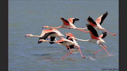 Flamingo