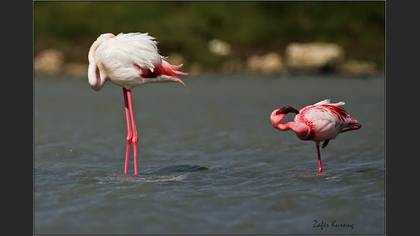 Küçük flamingo
