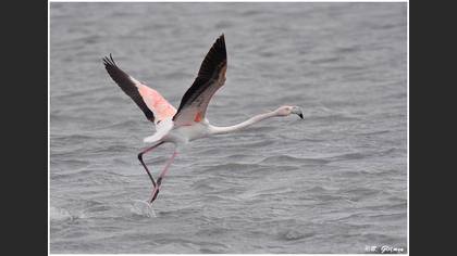 Flamingo