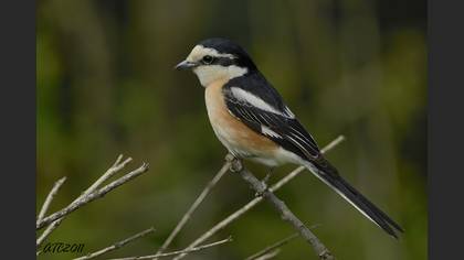 Maskeli örümcekkuşu