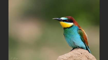 Arıkuşu