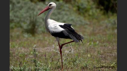 Leylek