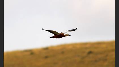 Angıt
