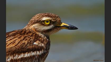 Kocagöz