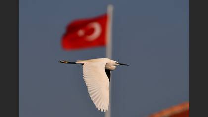 Küçük ak balıkçıl