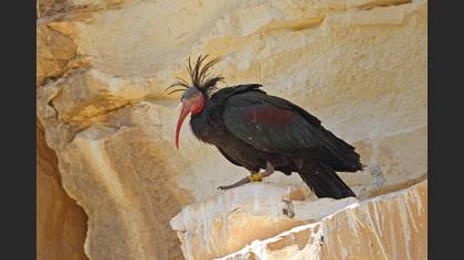 Kelaynak