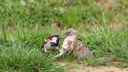 Serçe » House Sparrow » Passer domesticus