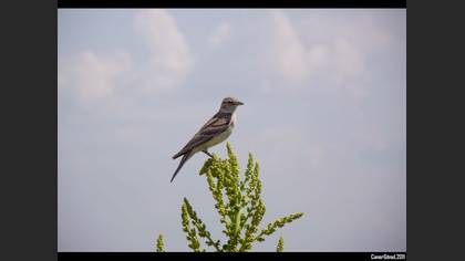 Bozkır toygarı