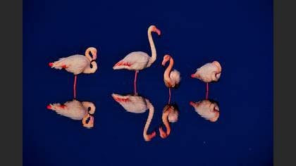 Flamingo
