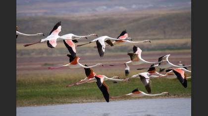 Flamingo