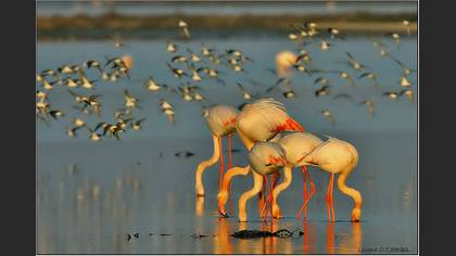 Flamingo