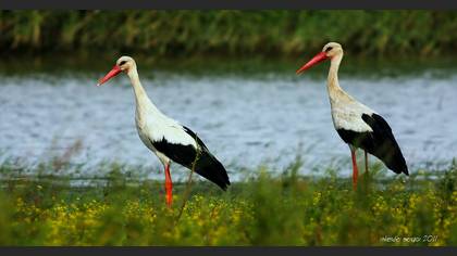 Leylek