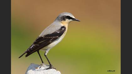 Kuyrukkakan
