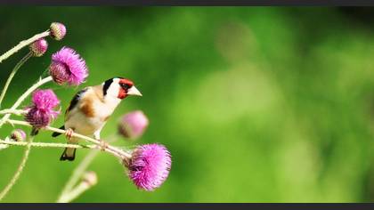 Saka