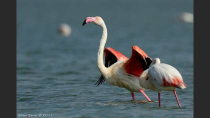 Flamingo