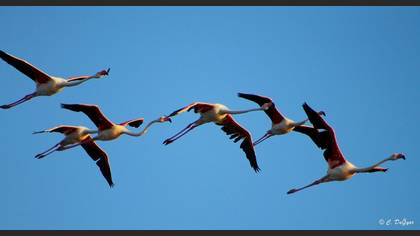 Flamingo