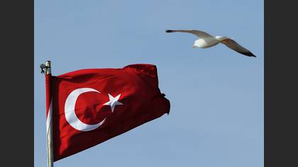 Gümüş martı