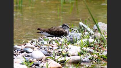 Yeşil düdükçün