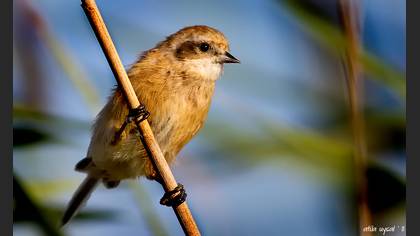 Çulhakuşu