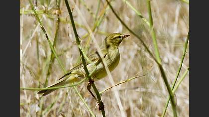Söğütbülbülü