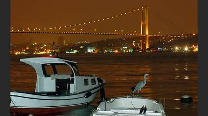 Gri balıkçıl