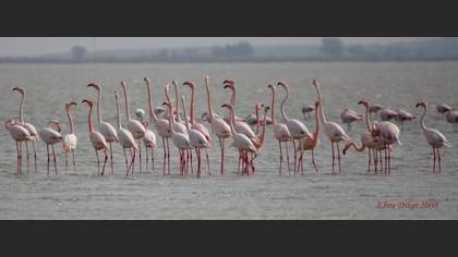 Flamingo