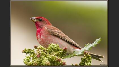 Çütre