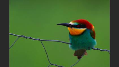 Arıkuşu