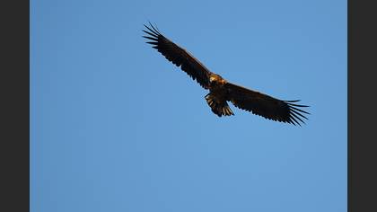 Akkuyruklu kartal