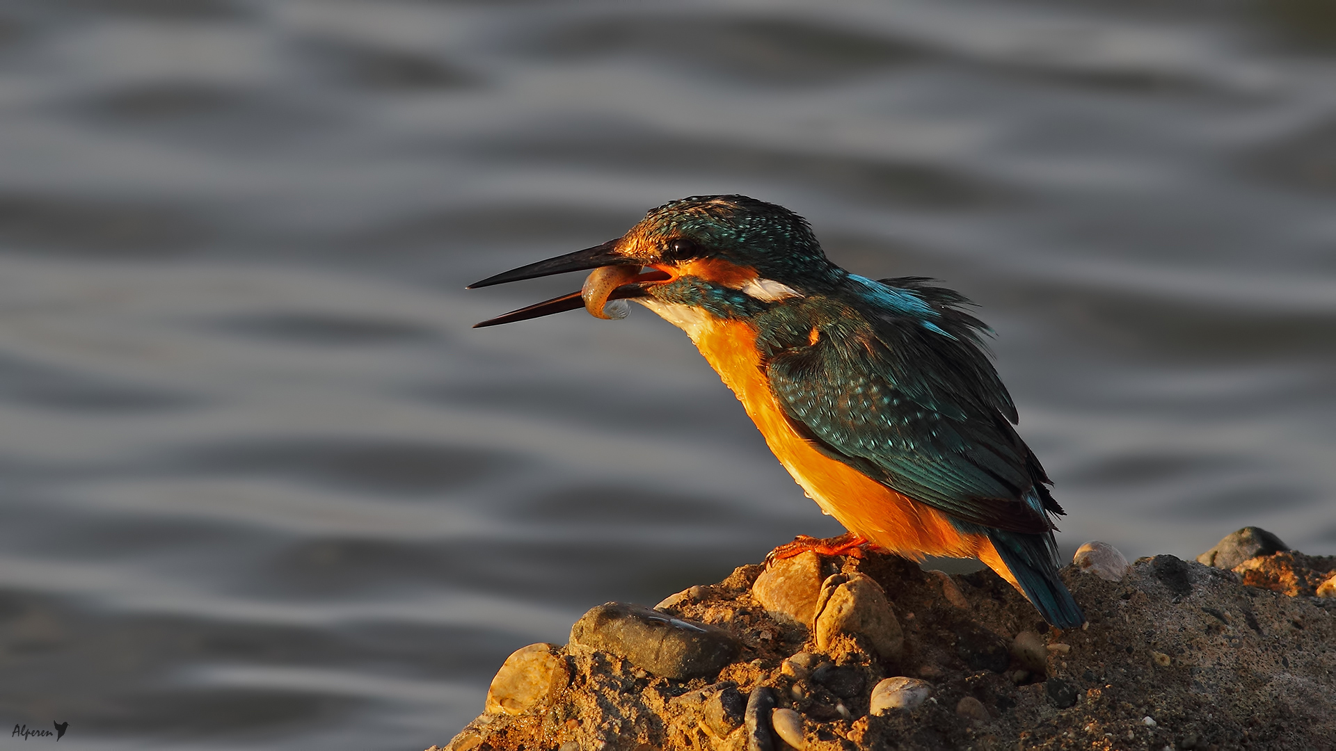 Yalıçapkını » Common Kingfisher » Alcedo atthis