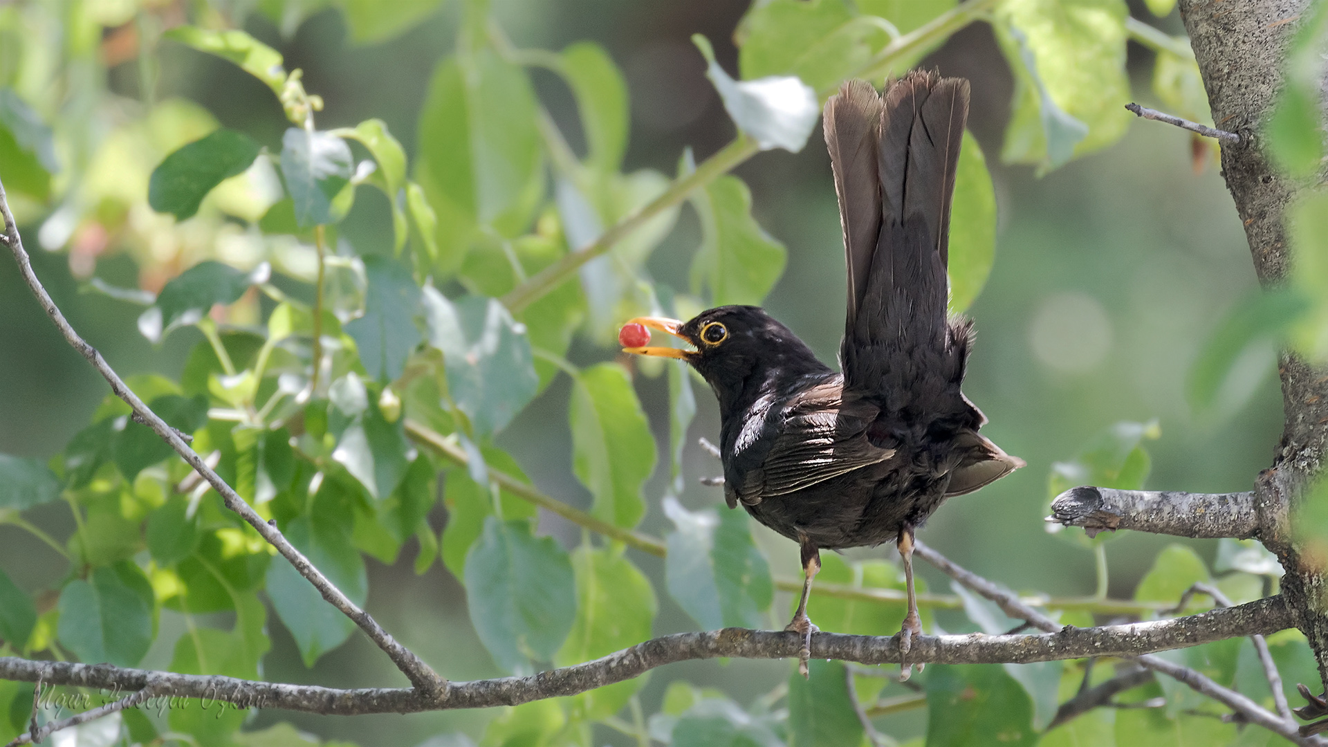 Karatavuk » Common Blackbird » Turdus merula