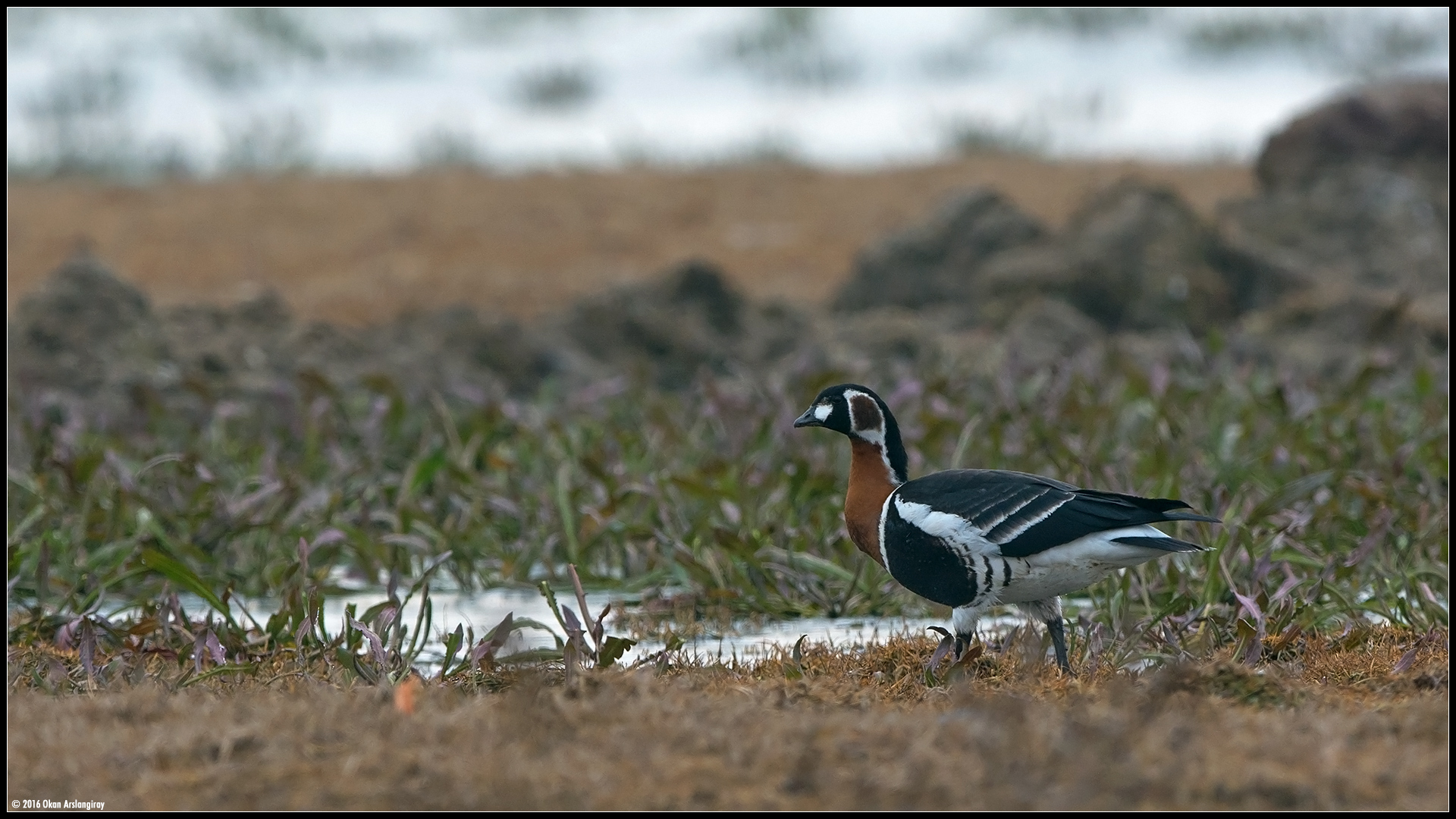 Sibirya kazı » Red-breasted Goose » Branta ruficollis