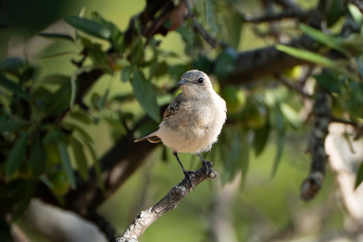 Kuyrukkakan » Northern Wheatear » Oenanthe oenanthe