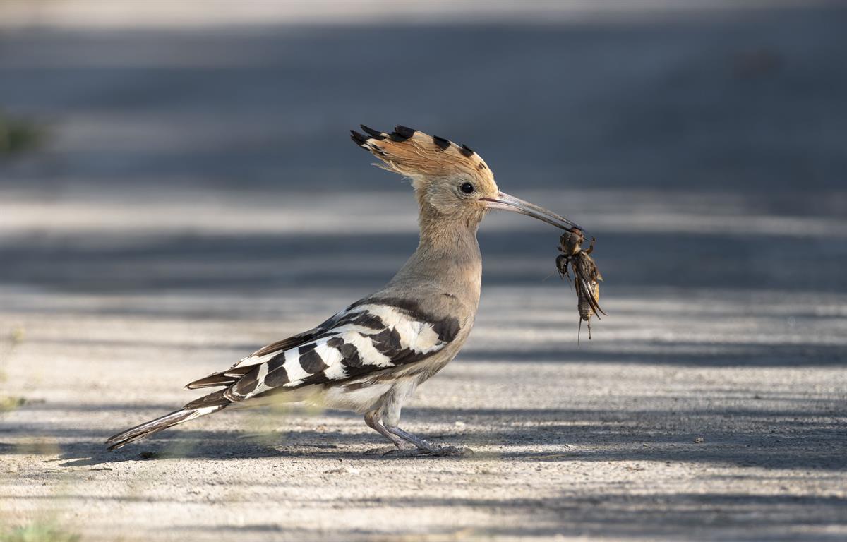 İbibik » Common Hoopoe » Upupa epops